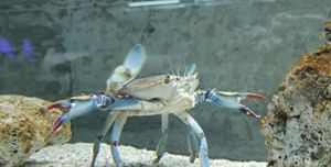 VIDEO Plavi rak snimljen u svom neobičnom ritualnom plesnom zanosu