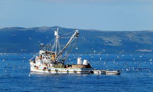 PLIVARIČARSKI RIBOLOV 2023. Pristup sustavu za prijavu potpora za privremenu obustavu