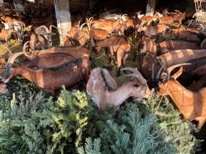 Koze na farmi kod Pule brste odbačene božićne jelke