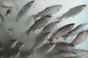 STANOVNIŠTVO STRAHUJE Velebitski kanal pretvara se u veliko ribogojilište kalifornijskih pastrvi