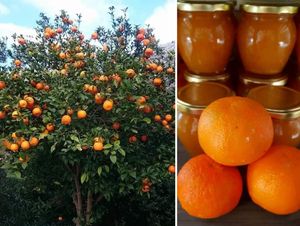 RECEPTI DUBROVAČKOG PRIMORJA Marmelada od ljutih dubrovačkih naranača