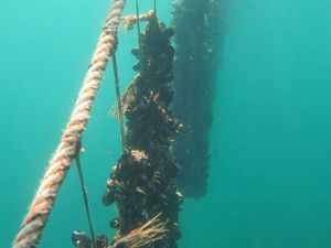 Hrvatski znanstvenici otkrili novi probiotički soj važan za uzgoj školjkaša