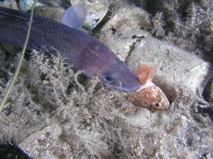 FOTO Ugor napao škrpuna s repa: "Ronim svaki dan i mislio sam da sam sve vidio..."