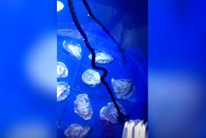 Zadarski znanstvenici ispituju mogu li se školjke uzgajati i mrijestiti u umjetnim uvjetima