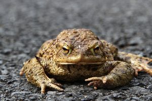 FOTO U Australiji pronađena rekordno velika žaba krastača "Toadzilla"