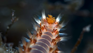 Morski crvi s kojima se ne bi željeli sresti