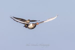 Fotograf ulovio kadar u kojem sivi sokol slijeće na leđa guske u letu