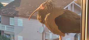 Nakon turneje po Jadranu Gipsy svratila do Hercegovine