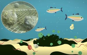 Trećaši bio kuglama čiste Žrnovsku Banju na Korčuli