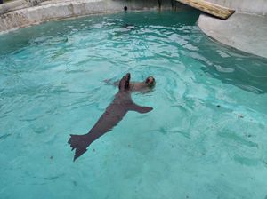 FOTO Morski lav Edi u zagrebačkom Zoološkom vrtu oduševljen došljakinjom Pamelom