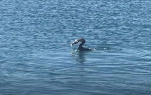 VIDEO Gnjurac ulovio pošten komad ribe u splitskoj luci