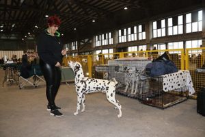 FOTO U Rijeci se održava međunarodna izložba pasa CACIB 2023.