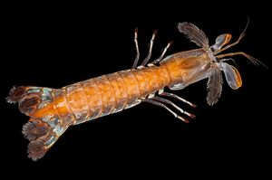 Na naslovnici svjetskog časopisa fotografija našeg istraživača s Instituta za oceanografiju