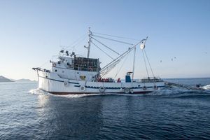 Objavljena izmjena Pravilnika za okružujuće mreže plivarice - srdelare