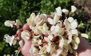 Hrvatski znanstvenici istražuju mogu li se invazivne biljke koje rastu u Istri iskorištavati u farmaceutskoj industriji