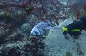 VIDEO Pogledajte spašavanje ulovljenog primjerka oborite ribe iz odbačene mreže