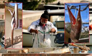 FOTO Ribar s Orebića ulovio rijetku grdosiju s dna mora od 2,25 m: "Njoj klimatske promjene ne smetaju, a zubi ima i previše!"