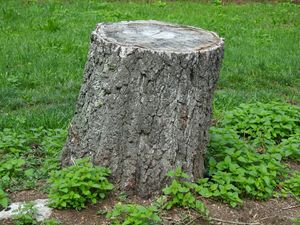 U tijeku uklanjanje panjeva u pulskim parkovima za sigurniji boravak u prirodi