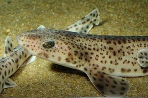 Čišćenje morske mačke ne mora biti tlaka