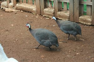 Dvije ptice biserke odlučile uživati u slobodnoj šetnji riječkim ulicama