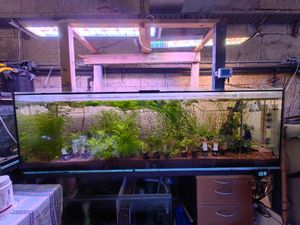 FOTO U istarskom laboratoriju uzgaja se važna hrana za održavanje plemenitih periski