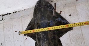 VELIKI POVRATAK Zaslugom ribara obnavlja se populacija zaštićenih morskih pasa