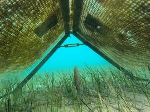 Postoji nada da će se periska oduprijeti smrtonosnom parazitu