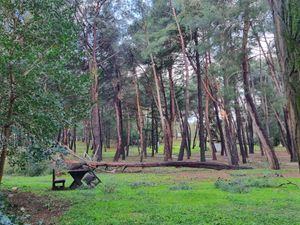 Nakon velikog nevremena, Grad Poreč nastavlja sa sadnjom stabala