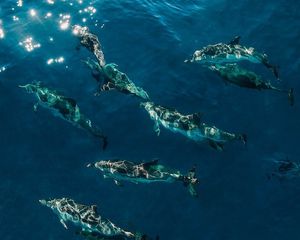 Znate li kako spavaju dupini?