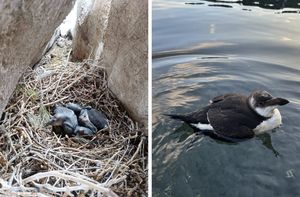 U Nacionalnom parku Mljet utvrđeno gniježđenje preko 20 parova morskih vranaca