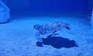 VIDEO Glavata želva Kolumbo iz pulskog akvarija, samostalno zaronila i proplivala
