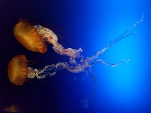 ZAŠTITA OKOLIŠA - U Hrvatskoj se od 2022. provodi više od 20 novih LIFE projekata