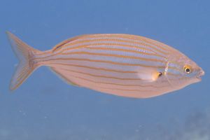 DROGA IZ MORA Riba koja izaziva halucinacije