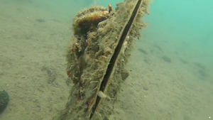 VIDEO - U Vinkuranskoj vali na dubini od 2 metra pronašao živu jedinku plemenite periske