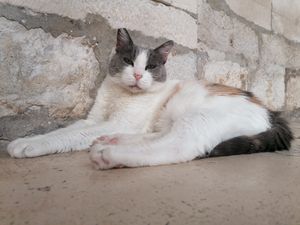 KNEGINJA ANASTAZIJA Oproštaj od najpoznatije dubrovačke mačke