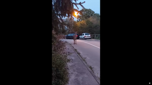 VIDEO Jelen elegantno prošetao gradskom ulicom