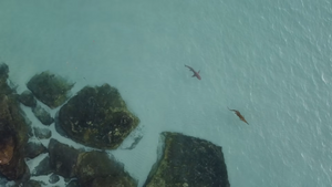 VIDEO Morski pas lovi golemog morskog krokodila