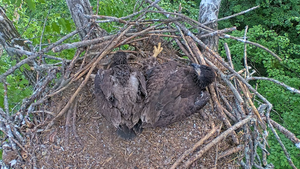 Orlić je zapetljan u najlon za ribolov, a spašavanje može biti riskantno