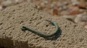 VIDEO Pronašli dokaz da je još prije 6000 godina morski pas bio na jelovniku