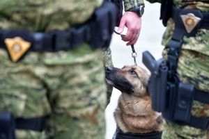 MORH prodaje službene pse, kažu: "Nesposobni su za obuku!"