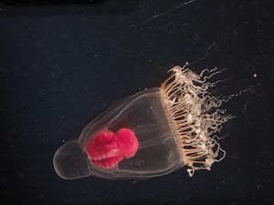 Kraj Rovinja fotografirana rijetka vrsta hidro meduze