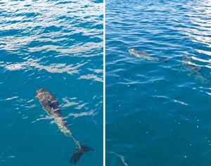 VIDEO Dva zaigrana mlada dupina u Pašmanskom kanalu