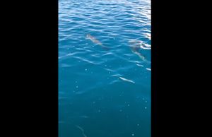 Bezbrižna igra dva mlada dupina u Pašmanskom kanalu