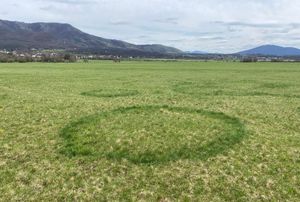 FOTO Kakvi su ovo prstenovi u polju?
