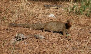 MUNGOSI NA ČIOVU Mali predatori napadaju perad, pernatu divljač i ne samo njih