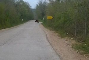Kod Umaga viđen medvjed!