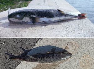 Stariji par umro nakon što je jeo otrovnu napuhaču - U Jadranu prisutna više od desetljeća!
