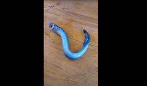 PAKLARA Živi fosil ulovljen kod Šolte