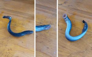 VIDEO: PAKLARA Crvoliki živi fosil ulovljen kod Šolte: "Priljubi se, siše krv i ne pušta!"