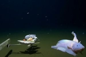 VIDEO Znanstvenici prvi put snimili ribu na najvećim dubinama oceana!